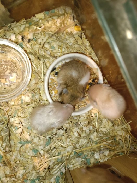 Мальчик и девочка малыши Хомяк