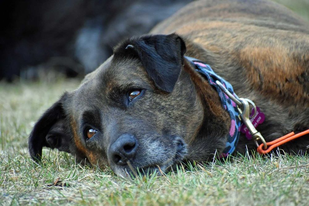 Trufla - urocza sunia do adopcji!