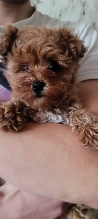 Міні мальтіпу f1