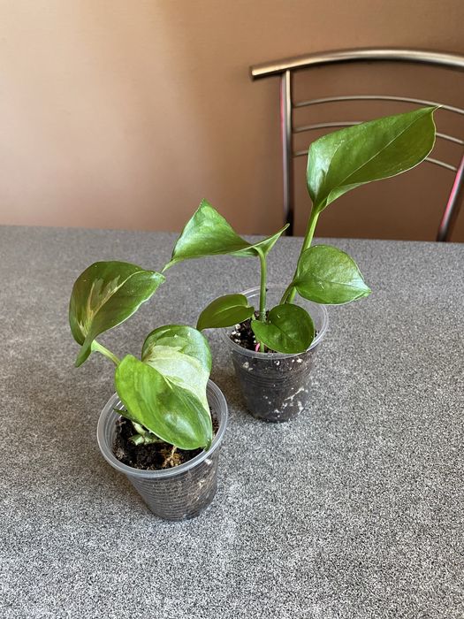 Фікус Амстел кінг/Строманта/Філодендрон