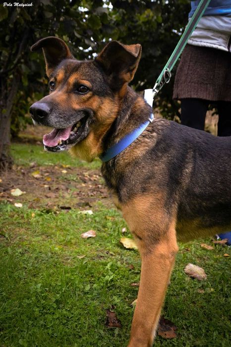 Szukamy spokojnego domku dla Nano ! !