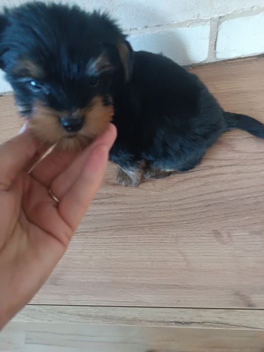 Malutki piesek Yorkshire terrier