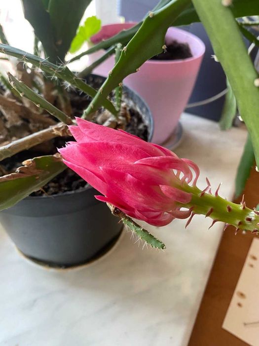 Эпифиллум Марниера, эпифиллум Аккермана