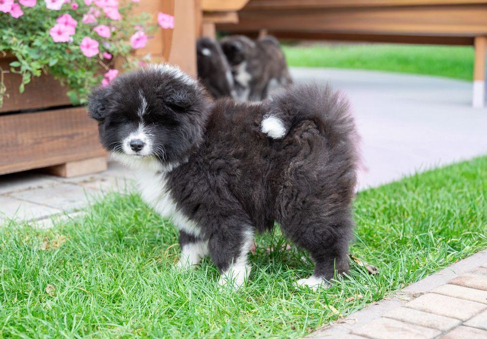 Akita Inu rodowód FCI/ ZKwP długowłosy piesek