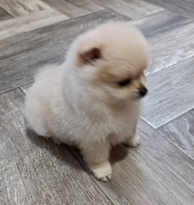 Цуценята померанський шпіц