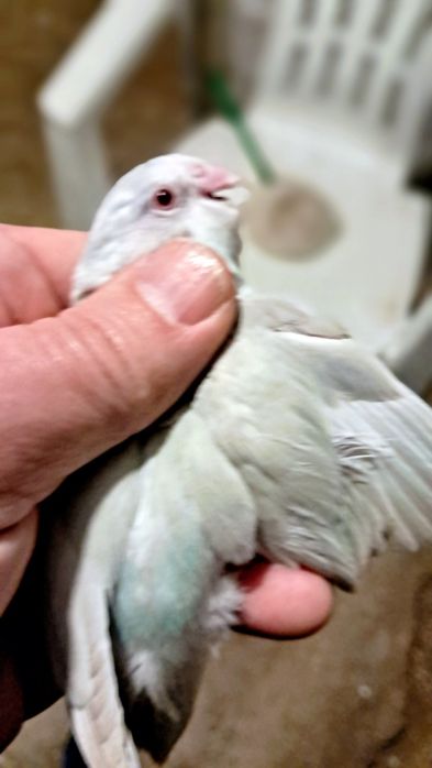 Forpus novos e periquitos