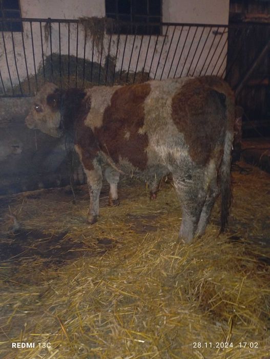 Odsadki byczki byki jałówki simental