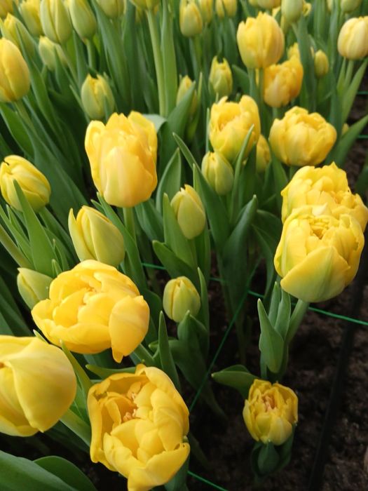 Тюльпан 35грн/шт.