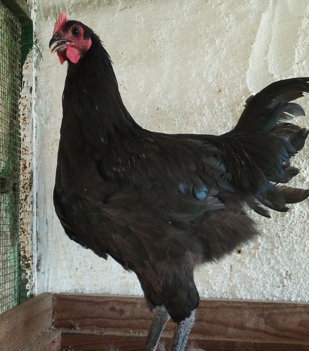 Galo australop puro