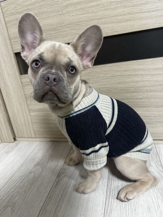 Светр для маленької собачки