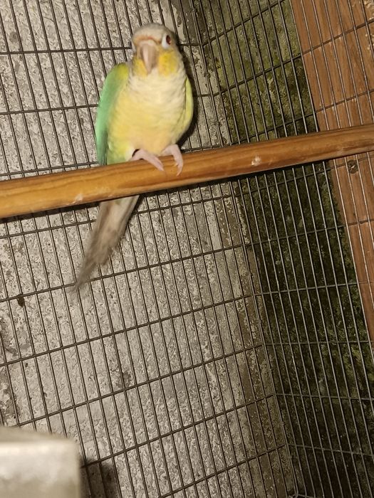 Pyrrhuras pineaples e molinea