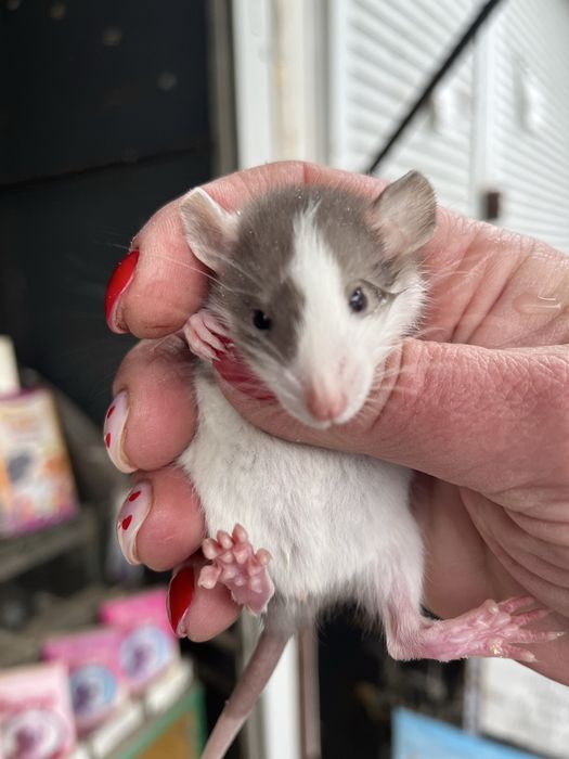 Ручні щурики дамбо