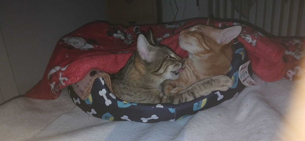 Animais domésticos gatos