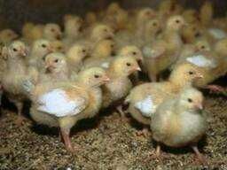 Бройлер(Подросток)