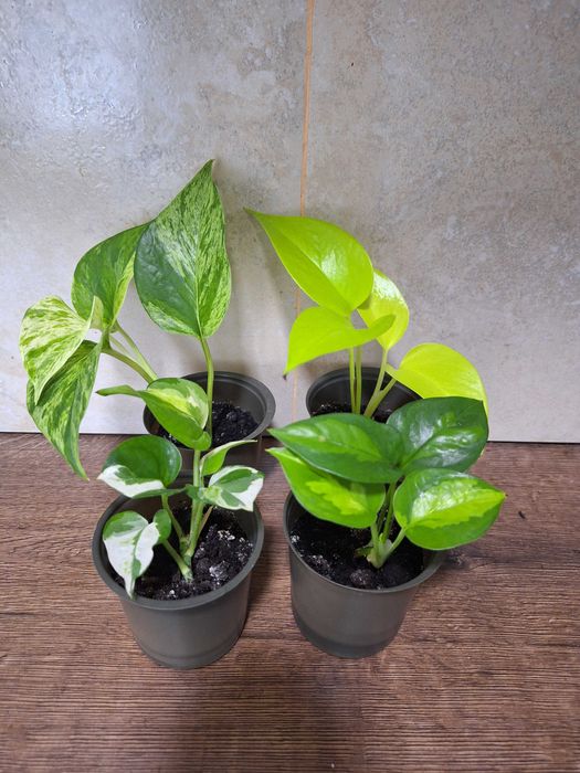 Сциндапсус глобал грін, неон, ен джой, марбл квін ( мармурова королева