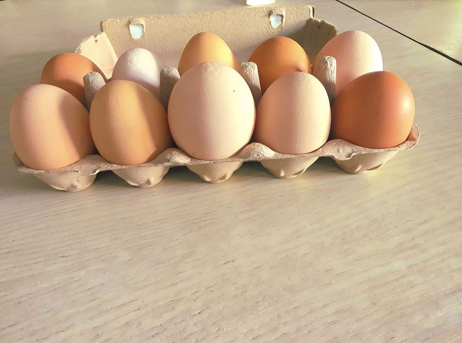 Jajka jaja kurze naturalne ekologiczne jajka jaja z wolnego wybiegu