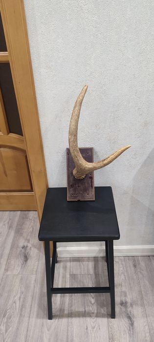 Интерьєр, Декор, Роги. Декор на стіну.