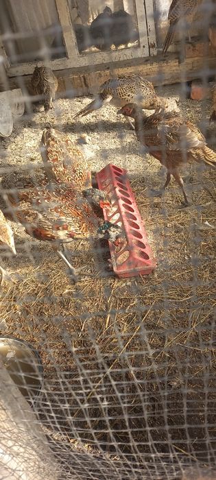 Фазан мисливський