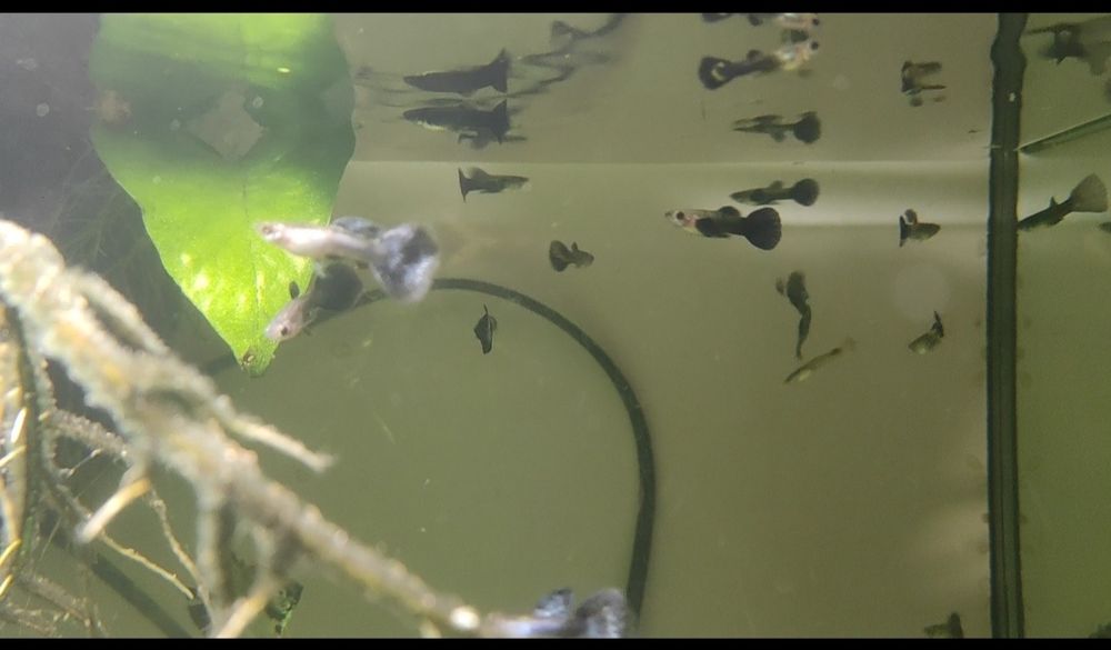 Guppys Diversas cores