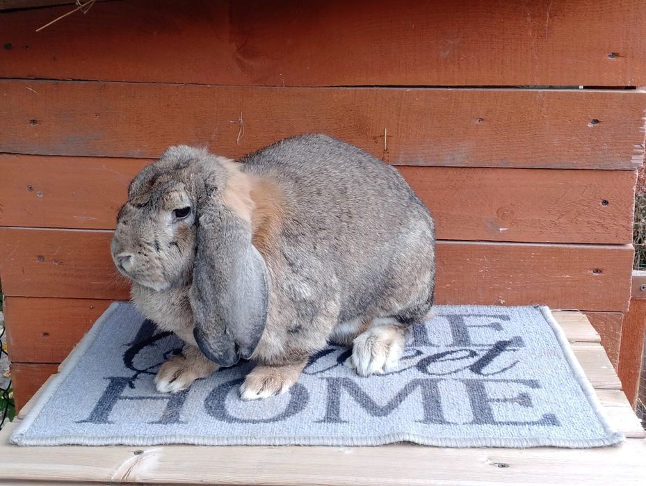 Zamienię na samca BF.