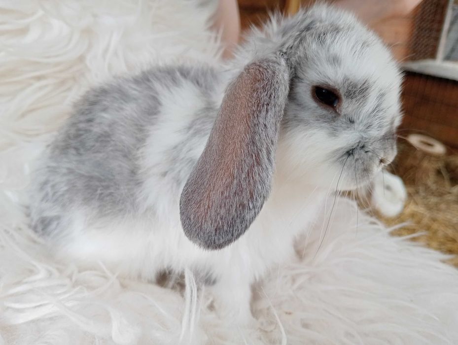 Króliczek baranek miniaturka Mini Lop hodowla zarejestrowana