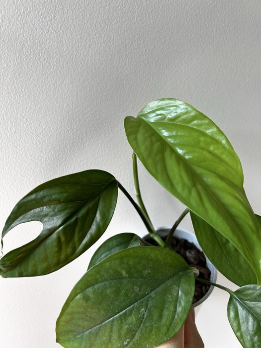 Epipremnum Gold, Pinnatum green, scindapsus