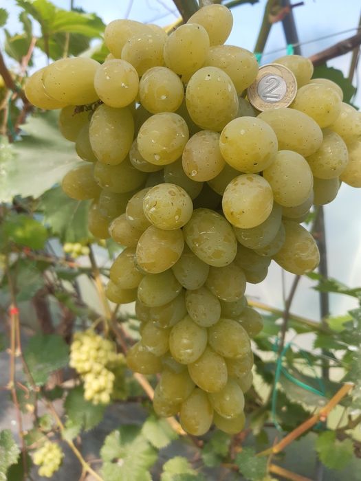 Drzewka owocowe  wisnia  jabłoń porzeczka borówka morela brzoskwinia