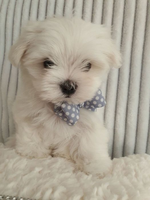 Maltańczyki Piesek z Rodowodem - Zerknij-Mini do 2,5kg.