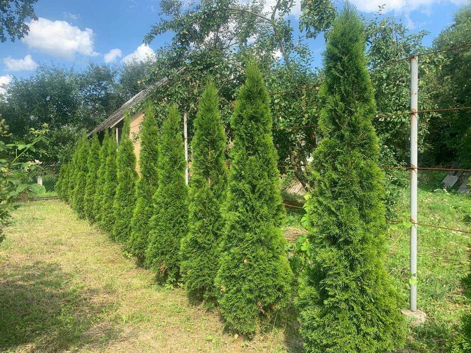 Туя смарагд 2м продам