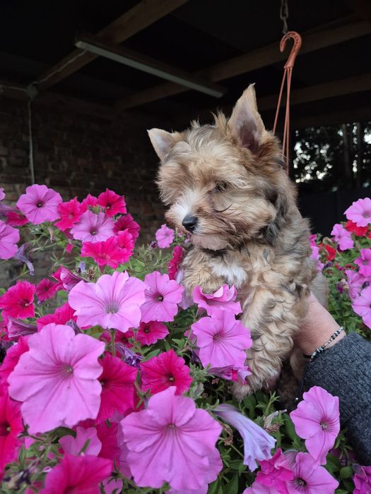 Yorkshire terrier