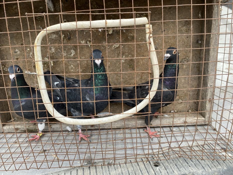 Мотонаколіники утеплені