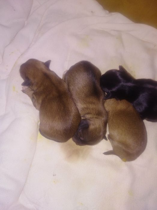 Вязка  собаки мальчика чихуахуа