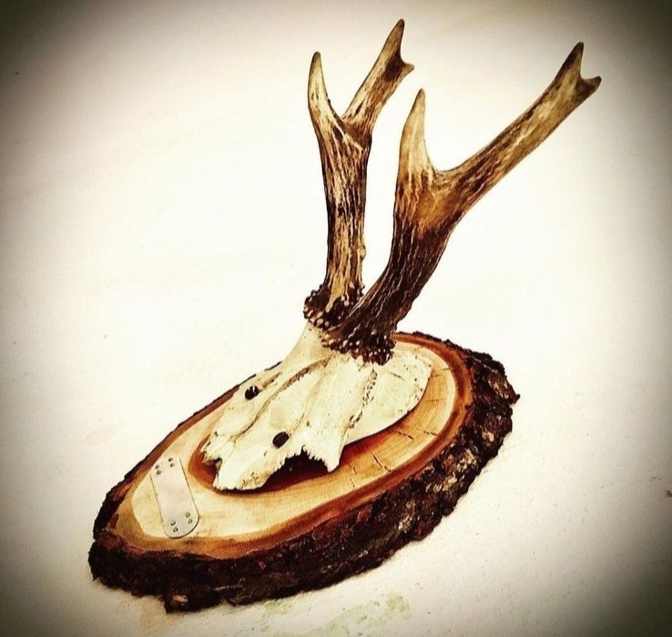 Настенные Рога Разных Диких Животных