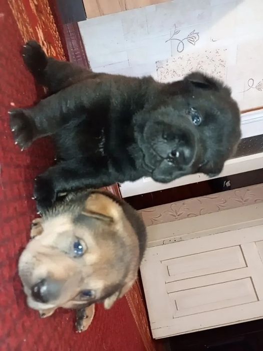 Продам Шарпея!!!