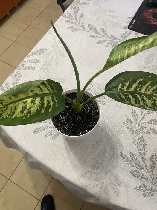 Рослинна кімнатна