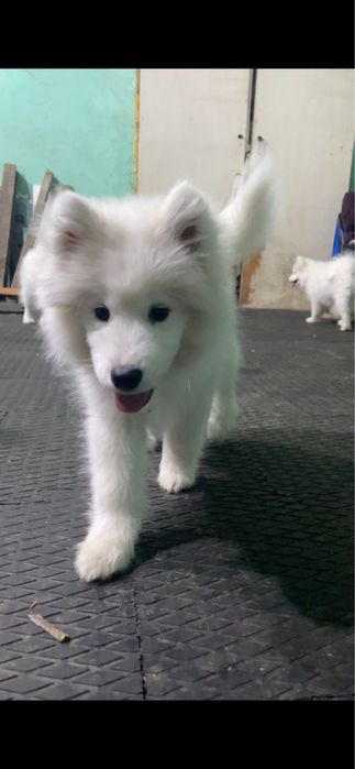 Продаются  щенки самоеда