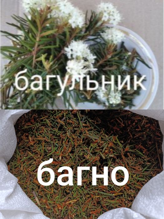 багно.          Багно