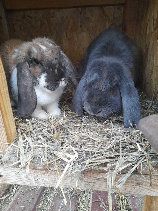 Кролики різних порід