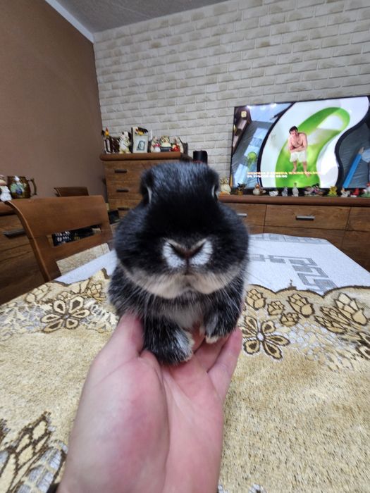 Netherland Dwarf  Króliczek  miniaturka Karzełek