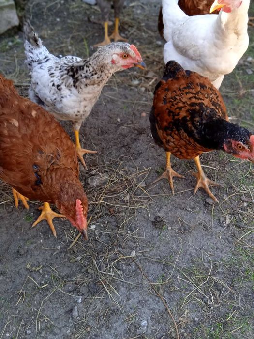 Продам домашних курчат