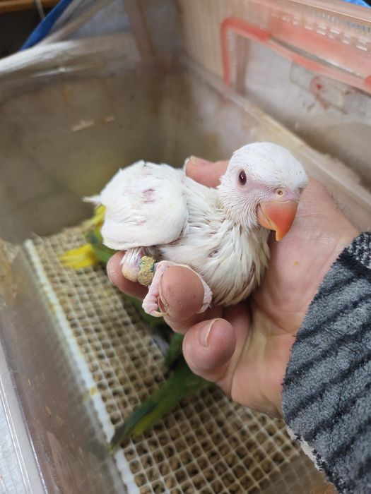 Papagaios diversas espécies