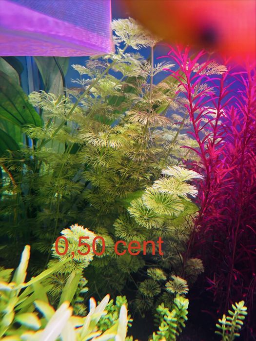 Plantas aquario avulso ou em pack