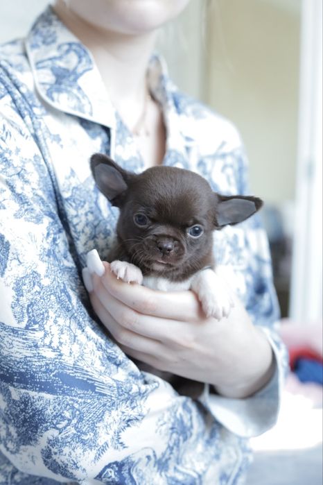 Chihuahua FCI chłopak