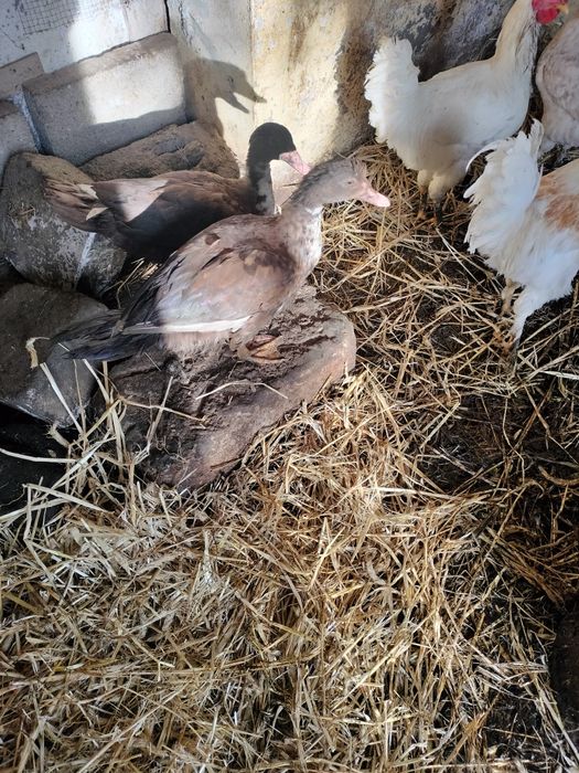 Kaczki kaczory piżmowe francuskie  młode