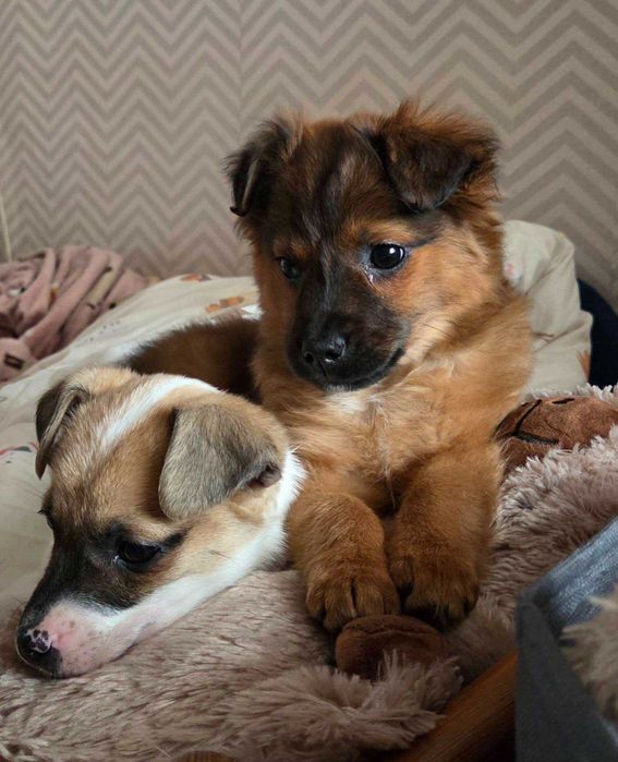 Szczeniaczki szukają domków