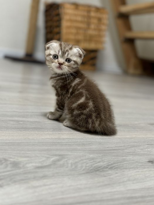 Кошенята мраморні шотландці