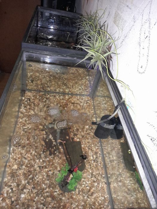 Betta juvenis disponíveis para venda