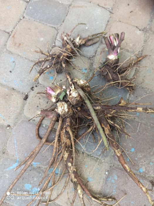 Корень девясила  сухой и на посадку