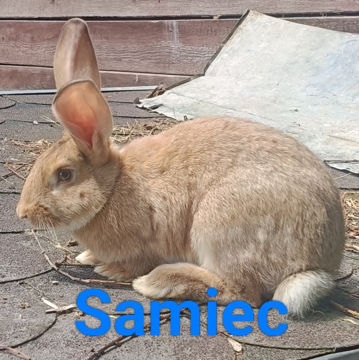 Króliki samiec i samica