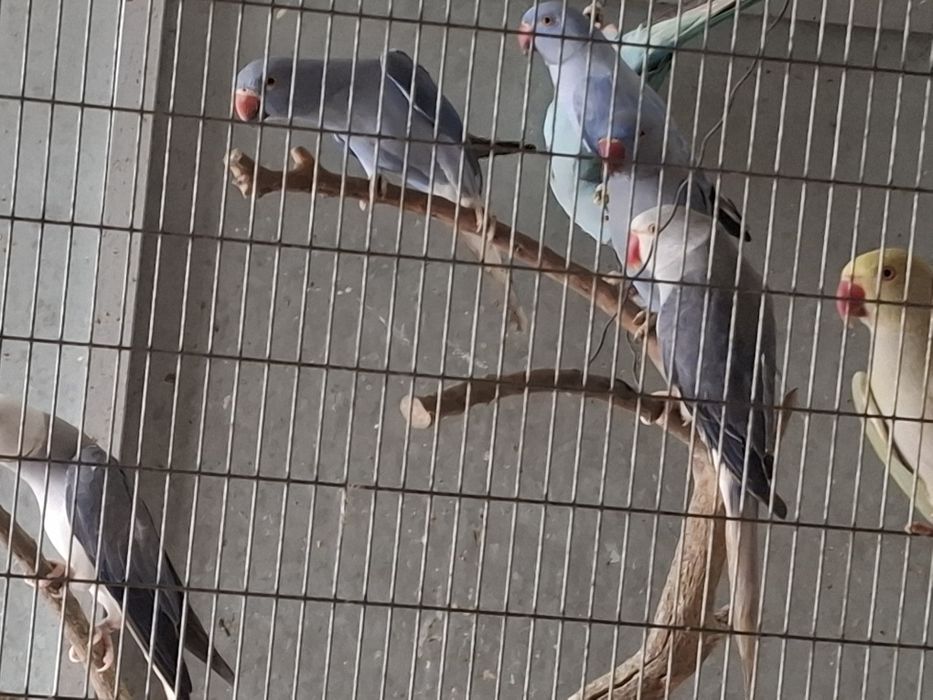 Ringnecks violeta//CC ,e violeta opalino/CC